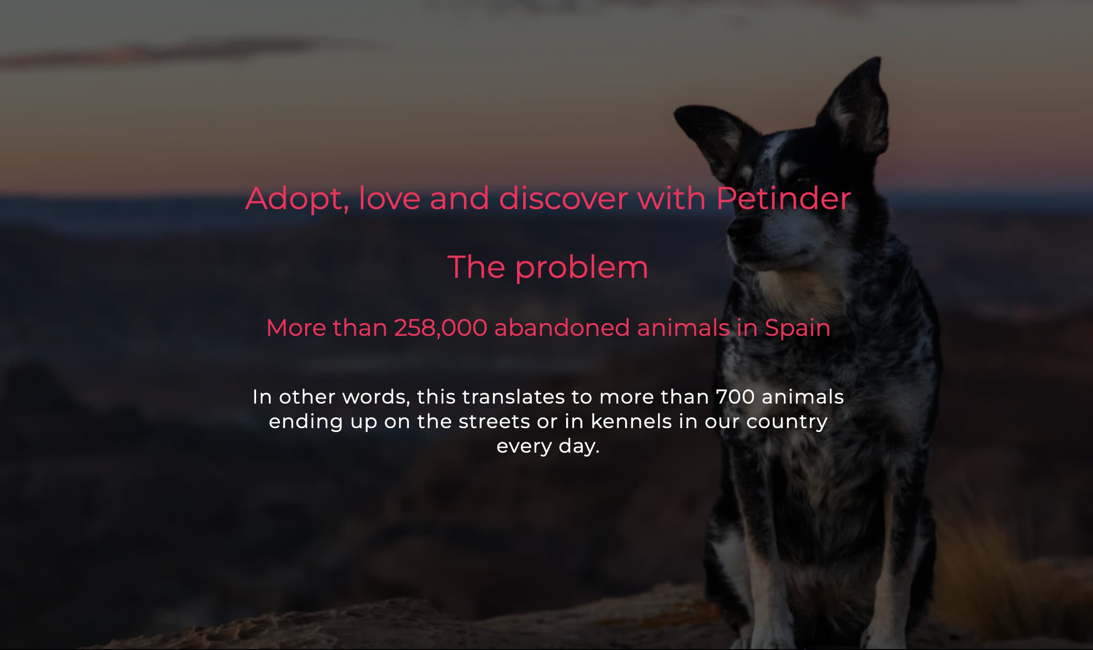 Volunteering to Make Pet Adoption Easier